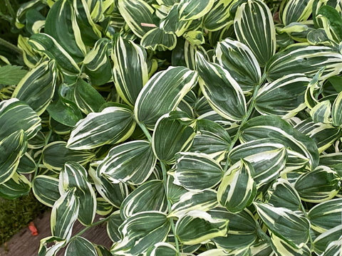 Image of Polygonatum x hybridum ‘Striatum’ - Variegated Solomon’s Seal