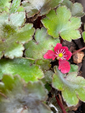 Image of Saxifraga’Beni-tsukasa’ (fortunei)