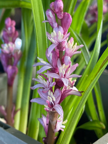 Image of Reineckea carnea