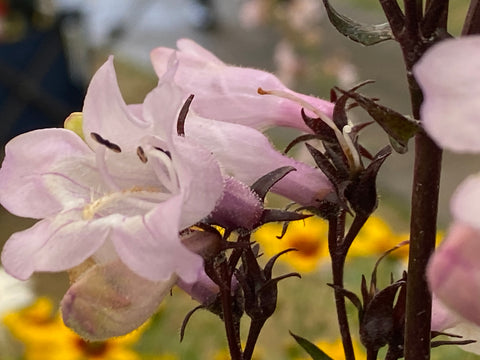 Image of Penstemon digitalis 'Husker Red'