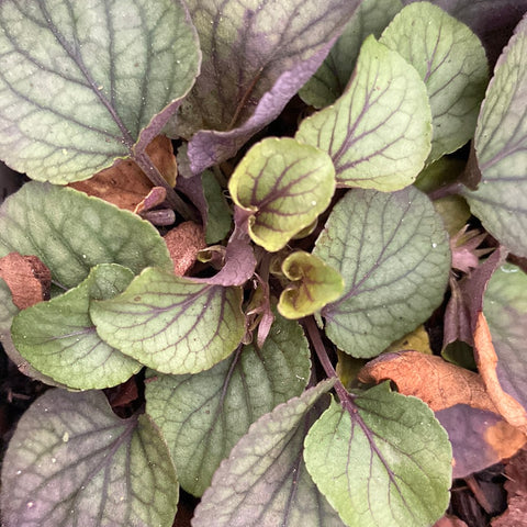 Image of Viola walteri ‘Silver Gem’