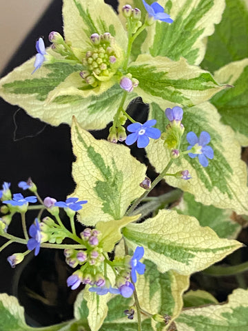 Image of Brunnera macrophylla ‘Variegata’