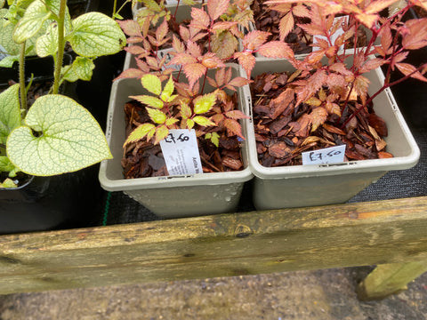 Image of Hosta ‘Magic Island’