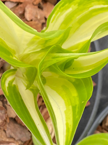 Image of Hosta ‘Kiwi Spearmint’