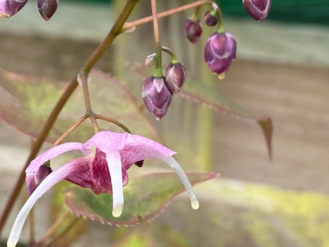 Image of Epimedium ‘Pretty in Pink’