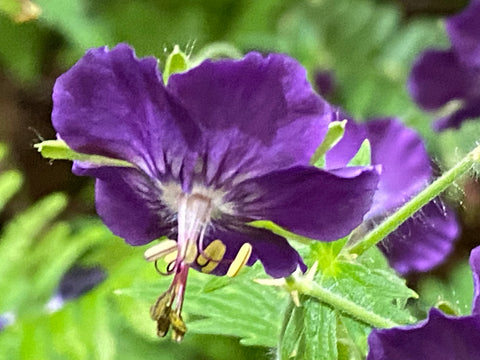 Image of Geranium phaeum 'Klepper'
