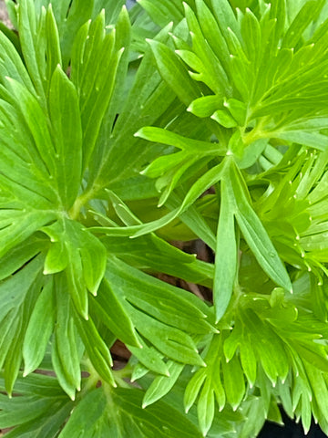 Image of Aconitum napellus ‘Rubellum’