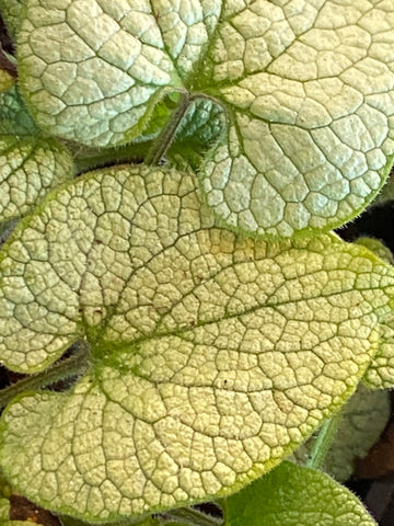 Image of Brunnera macrophylla ALCHEMY SILVER (‘Tnbruas’) (Alchemy Series)