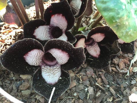 Image of Asarum maximum 'Ling Ling'