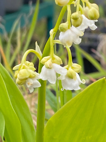 Image of Convallaria majalis ‘Prolificans’ - Lily of the Valley variety