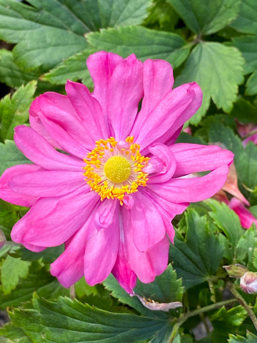 Image of Anemone hupehensis var.  japonica ‘Bressingham Glow’