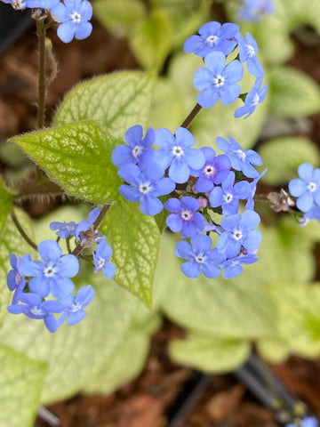 Image of Brunnera macrophylla 'Alexander's Great' - Siberian bugloss variety
