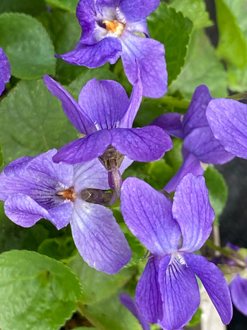 Image of Viola 'Konigin Charlotte'