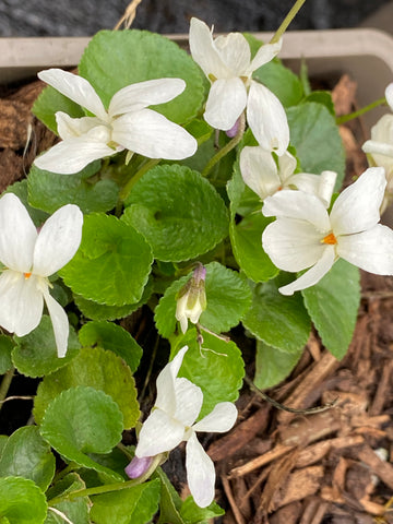 Image of Viola ‘Royal Wedding’