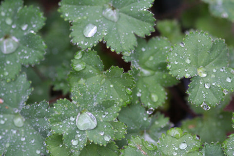 Image of Alchemilla erythropoda - Dwarf Lady’s Mantle