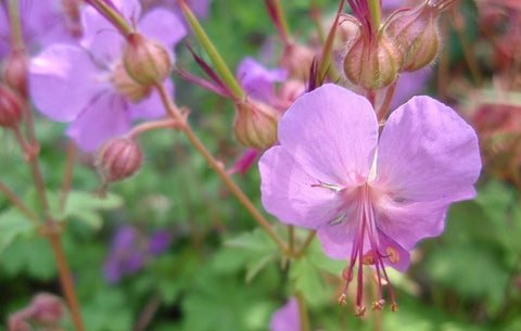 Image of Geranium x cantabrigiense ‘Karmina’