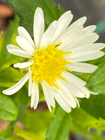 Image of Aster ageratoides ‘Ashvi’