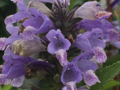 Image of Nepeta subsessilis - Short-stalked catmint