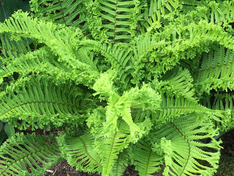 Image of Dryopteris affinis 'Cristata' syn. D. cristata 'The King' [AGM] - King of the ferns, Crested scaly male fern