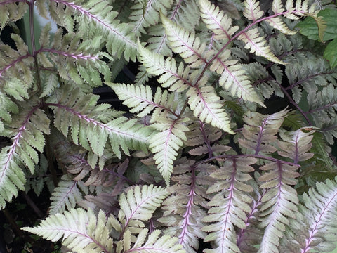 Image of Athyrium niponicum var. pictum 'Burgundy Lace'