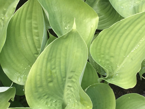 Image of Hosta 'Sum and Substance' [AGM] - Plantain lily variety