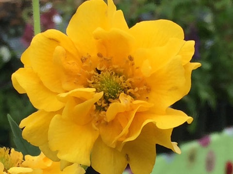 Image of Geum 'Sunrise'