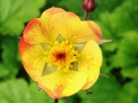 Image of Geum 'Tequilla Sunrise' (PBR)