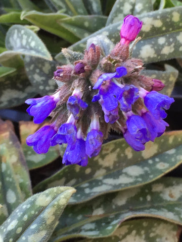 Image of Pulmonaria longifolia subsp. cevennensis - Lungwort variety