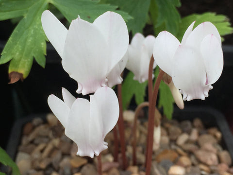 Image of Cyclamen hederafolium var. hederifolium f. albiflorum 'Album' - White flowered ivy-leaved cyclamen