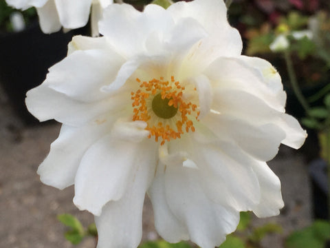 Image of Anemone x hybrida 'Whirlwind' - Wind flower variety