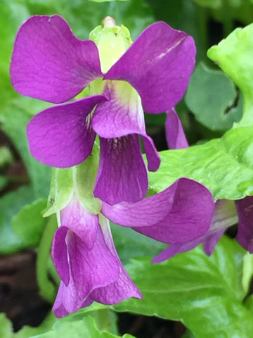 Image of Viola ‘Rubra’ syn. V. sororia 'Rubra'
