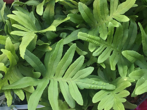 Image of Polypodium 'Whitley Giant'