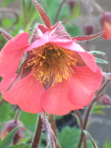 Image of Geum rivale 'Leonard's Variety' - Water avens variety