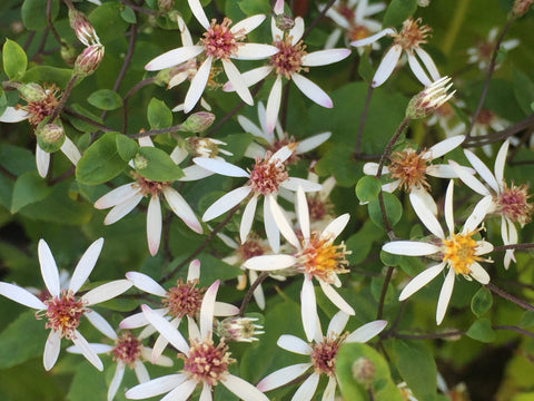 Image of Eurybia divaricata syn.  Aster divaricatus- White Wood Aster