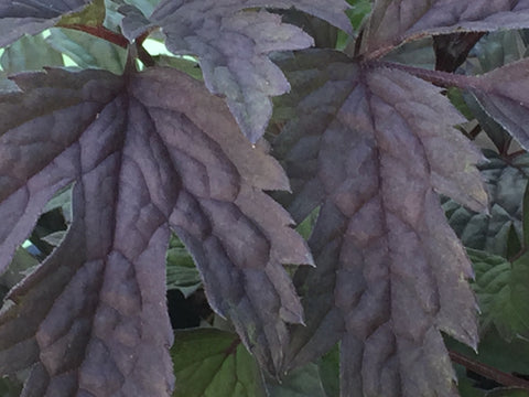 Image of Actaea simplex (Atropurpurea Group) 'Hillside Black Beauty' syn. Cimicifuga - Baneberry variety