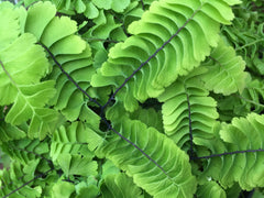 Image of Adiantum aleuticum 'Imbricatum' - Western maidenhair fern