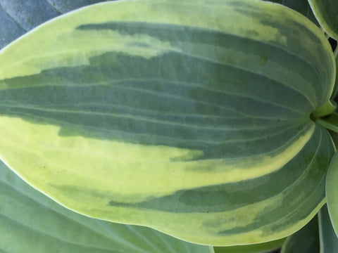 Image of Hosta (Tardiana Group) 'Aristocrat' - Plantain lily variety