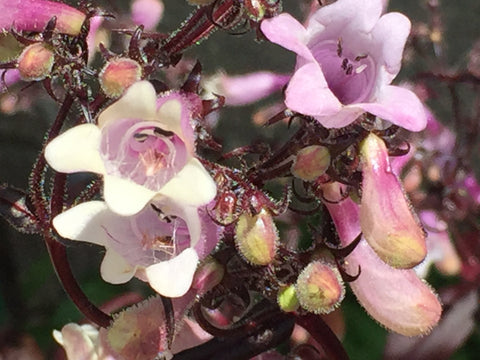 Image of Penstemon 'Dark Towers' (PBR)