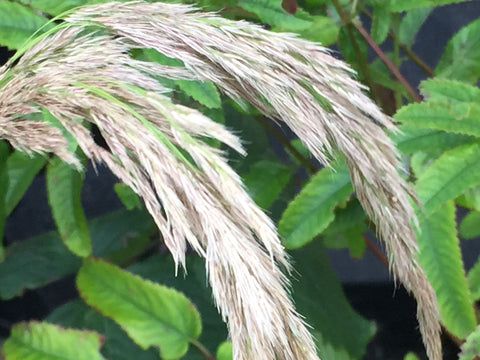 Image of Calamagrostis emodensis