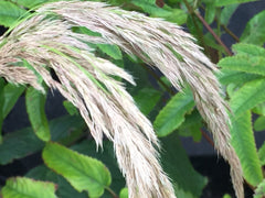 Image of Calamagrostis emodensis