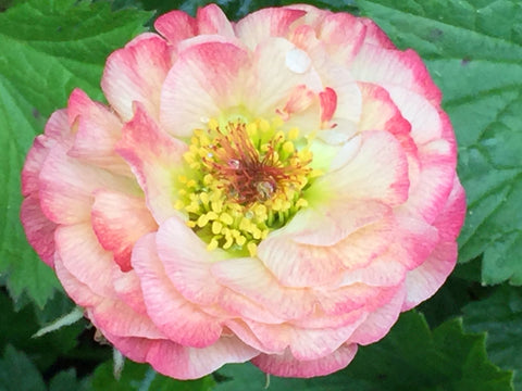 Image of Geum 'Cosmopolitan' (PBR)
