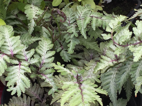 Image of Athyrium niponicum var. pictum 'Ursula's Red'