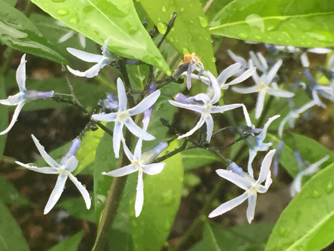 Image of Amsonia tabernaemontana - Eastern bluestar