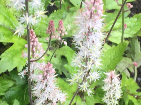 Image of Tiarella 'Pink Skyrocket' (PBR) - Foam flower variety