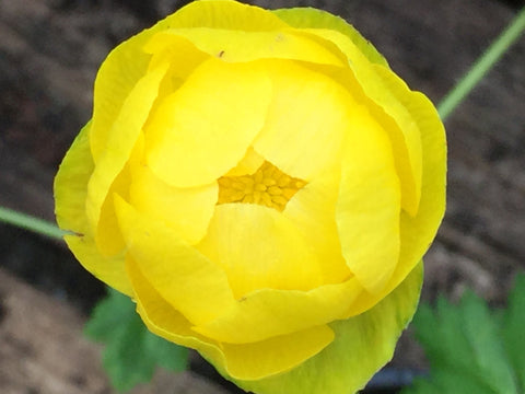 Image of Trollius europaeus 'Lemon Supreme' - Globe flower variety