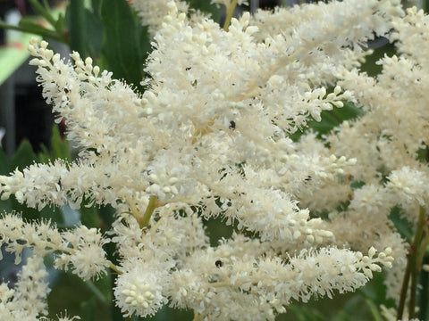Image of Astilbe 'Washington' (Japonica hybrid)