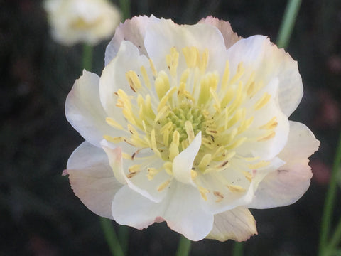 Image of Trollius x cultorum 'Alabaster' - Globeflower variety