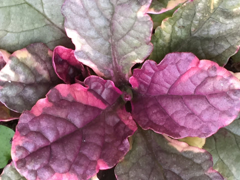 Image of Ajuga reptans 'Burgundy Glow' - Bugle variety