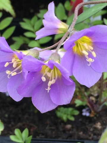 Image of Polemonium 'Lambrook Mauve' - Jacob's ladder variety