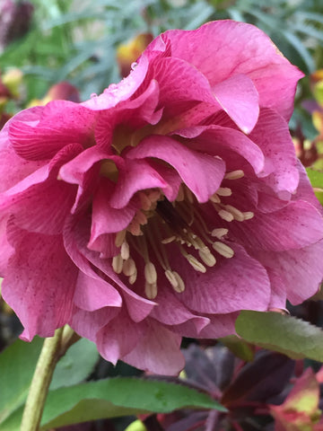 Image of Helleborus x hybridus 'Double Ellen Red'